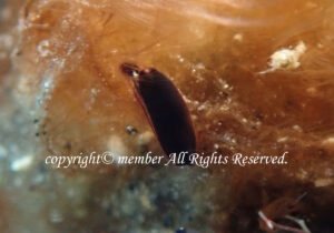 「ホンクロシタナシウミウシ」　わーさん