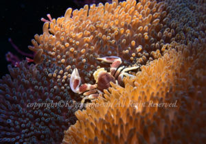 「アカホシカニダマシ」　かげやまさん