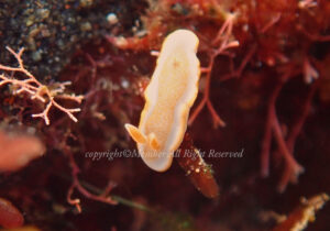 「キャラメルウミウシ」　わーさん