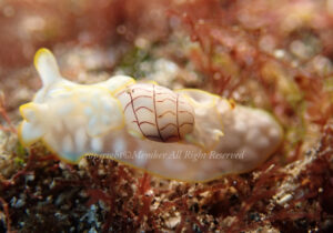 「コンシボリガイ」　えーさん