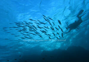 「ムロアジ」　かげやまさん