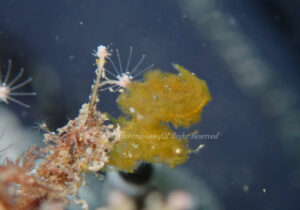 「フィコカリス・シムランス」　よしみさん