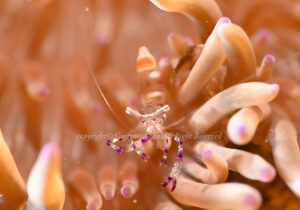 「アカホシカクレエビ」 かげやまさん 「アカホシカクレエビ」 かげやまさん