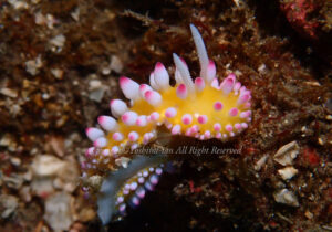 「イガグリウミウシ」 よしみさん 「イガグリウミウシ」 よしみさん