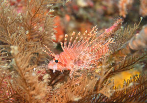 「ミズヒキミノカサゴ」 かげやまさん 「ミズヒキミノカサゴ」 かげやまさん
