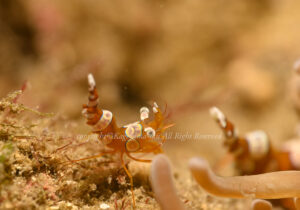 「イソギンチャクモエビ」 かげやまさん 「イソギンチャクモエビ」 かげやまさん