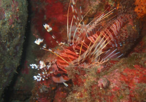 「ネッタイミノカサゴ」 なつみさん 「ネッタイミノカサゴ」 なつみさん