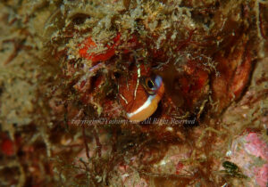 「テンクロスジギンポ」 よしみさん 「テンクロスジギンポ」 よしみさん