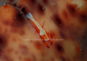 「ウミウシカクレエビ」 よしみさん 「ウミウシカクレエビ」 よしみさん