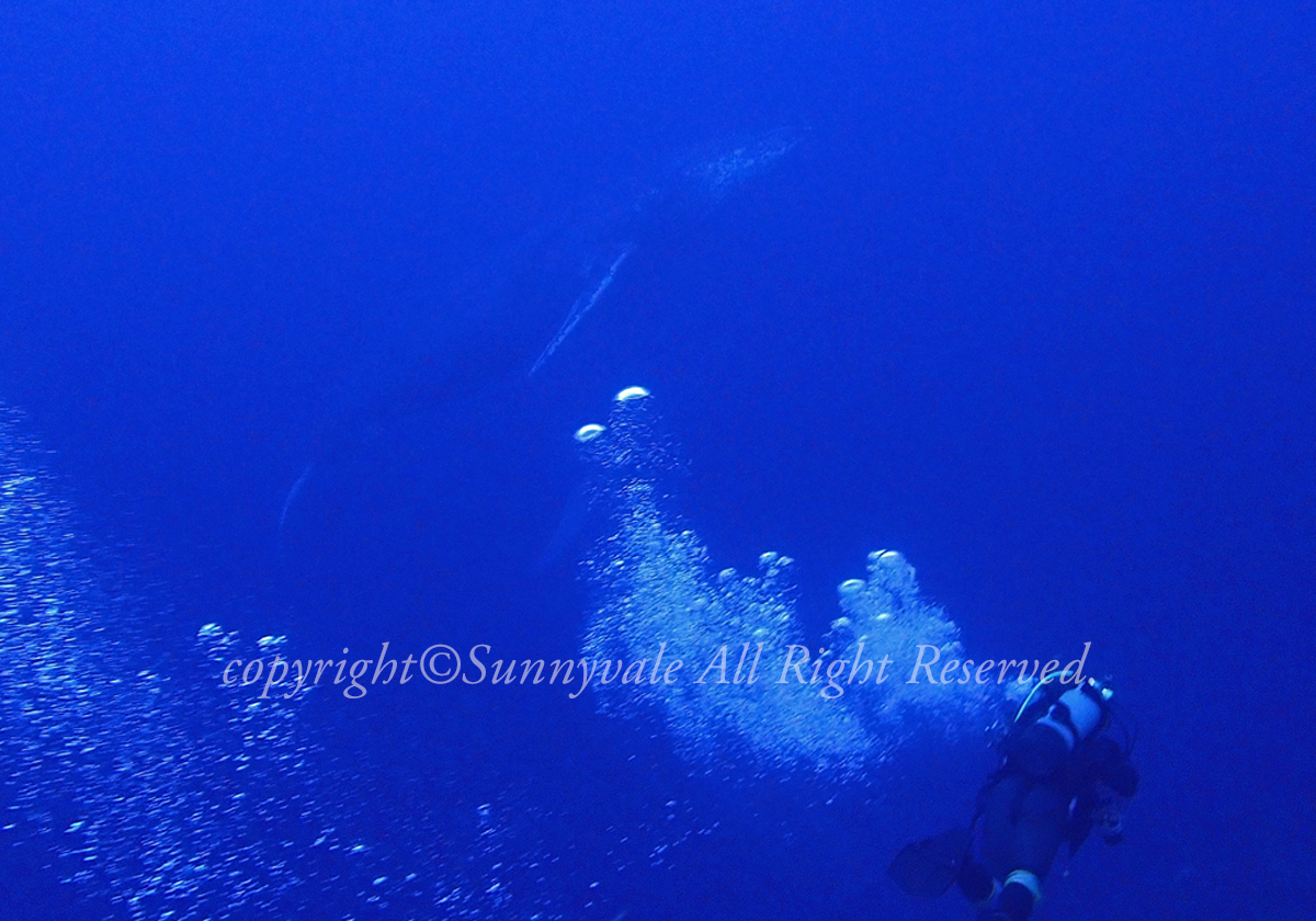 今年最後のダイビング、ザトウクジラ登場