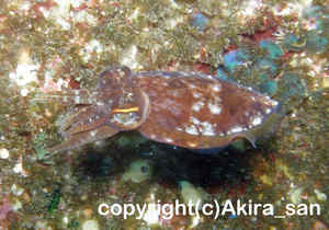 「コウイカ」　あきらさん撮影
