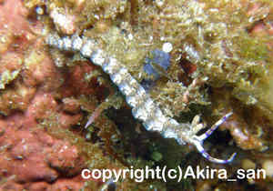 「ムカデミノウミウシ」　あきらさん撮影