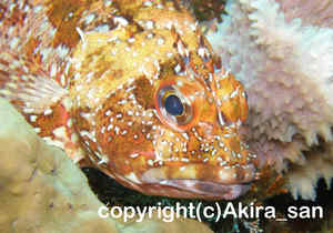 「ウッカリカサゴ」　あきらさん撮影