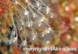 「ベニクダウミヒドラ」　あきらさん撮影