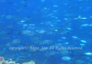 「ギンガメアジ」　たかはしさん撮影