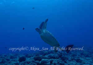 「アオウミガメ」　たかはしさん撮影