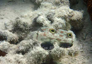 「カニハゼ」　たかはしさん撮影