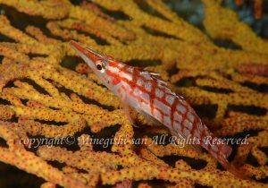 「クダゴンベ」　みねぎしさん