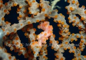 「ピグミーシーホース」　みねぎしさん