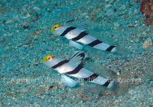 「ネジリンボウ」　みねぎしさん