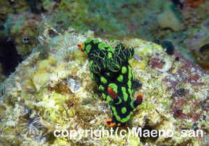 「アカフチリュウグウウミウシ」　まえのさん撮影