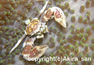 「アカホシカニダマシ」　たかはしさん撮影
