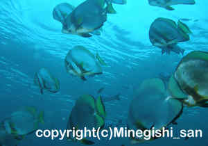 「アカククリ」　みねぎしさん撮影