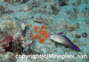 「アケボノハゼ」　みねぎしさん撮影