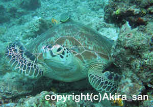 「アオウミガメ」　たかはしさん撮影