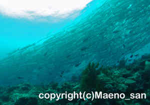 「バラクーダ」　まえのさん撮影