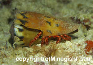 「ベニワモンヤドカリ」　みねぎしさん撮影