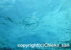 「バブルリング」　ちえこさん撮影