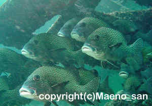 「チョウチョウコショウダイ」　まえのさん撮影