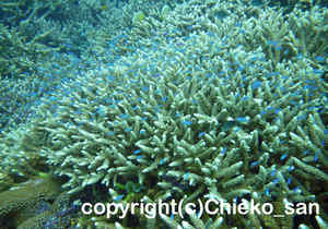 「デバスズメダイ」　ちえこさん撮影