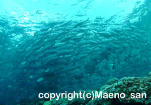 「ギンガメアジ」　まえのさん撮影