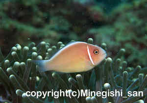 「ハナビラクマノミ」　みねぎしさん撮影