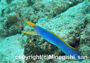 「ハナヒゲウツボ」　みねぎしさん撮影