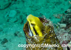 「ヒゲニジギンポ」　まえのさん撮影