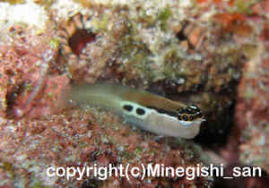 「ヒトスジギンポ」　みねぎしさん撮影