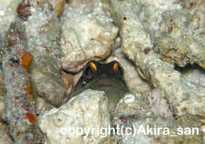 「ゴールドスペックジョーフィッシュ」　たかはしさん撮影