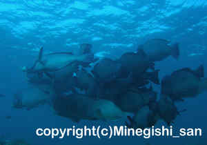 「カンムリブダイ」　みねぎしさん撮影