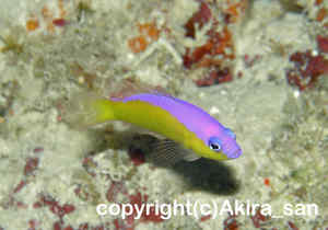 カンムリニセスズメ」　たかはしさん撮影