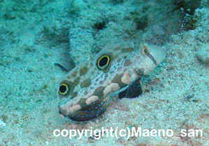 「カニハゼ」　まえのさん撮影