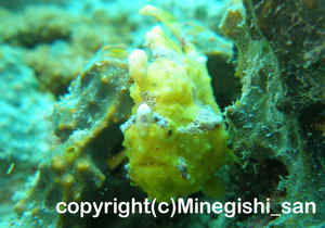 「クマドリカエルアンコウ」　みねぎしさん撮影