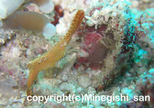 「コガラシエビ」　みねぎしさん撮影