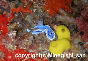 「ミゾレウミウシ」　みねぎしさん撮影