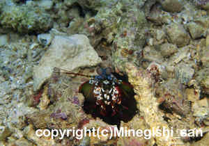 「モンハナシャコ」　みねぎしさん撮影