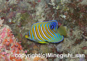 「ニシキヤッコ」　みねぎしさん撮影