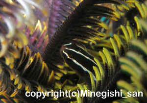 「ウミシダウバウオ」　みねぎしさん撮影