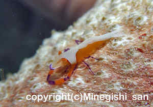 「ウミウシカクレエビ」　みねぎしさん撮影